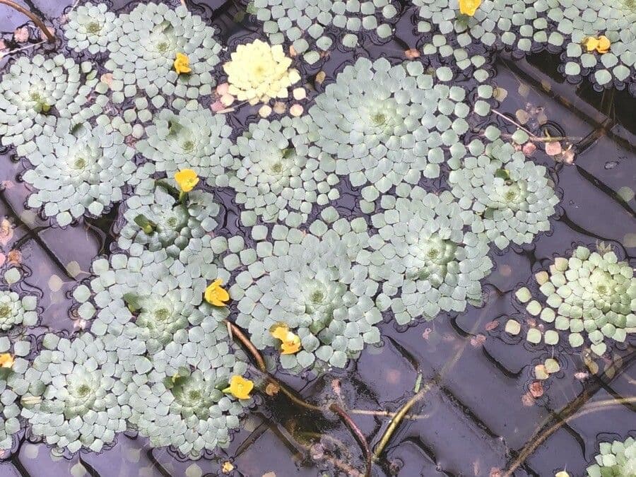 Ludwigia 4