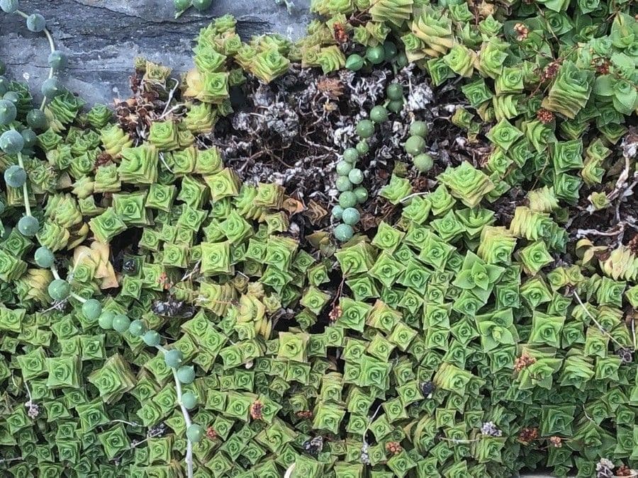 Crassula 2