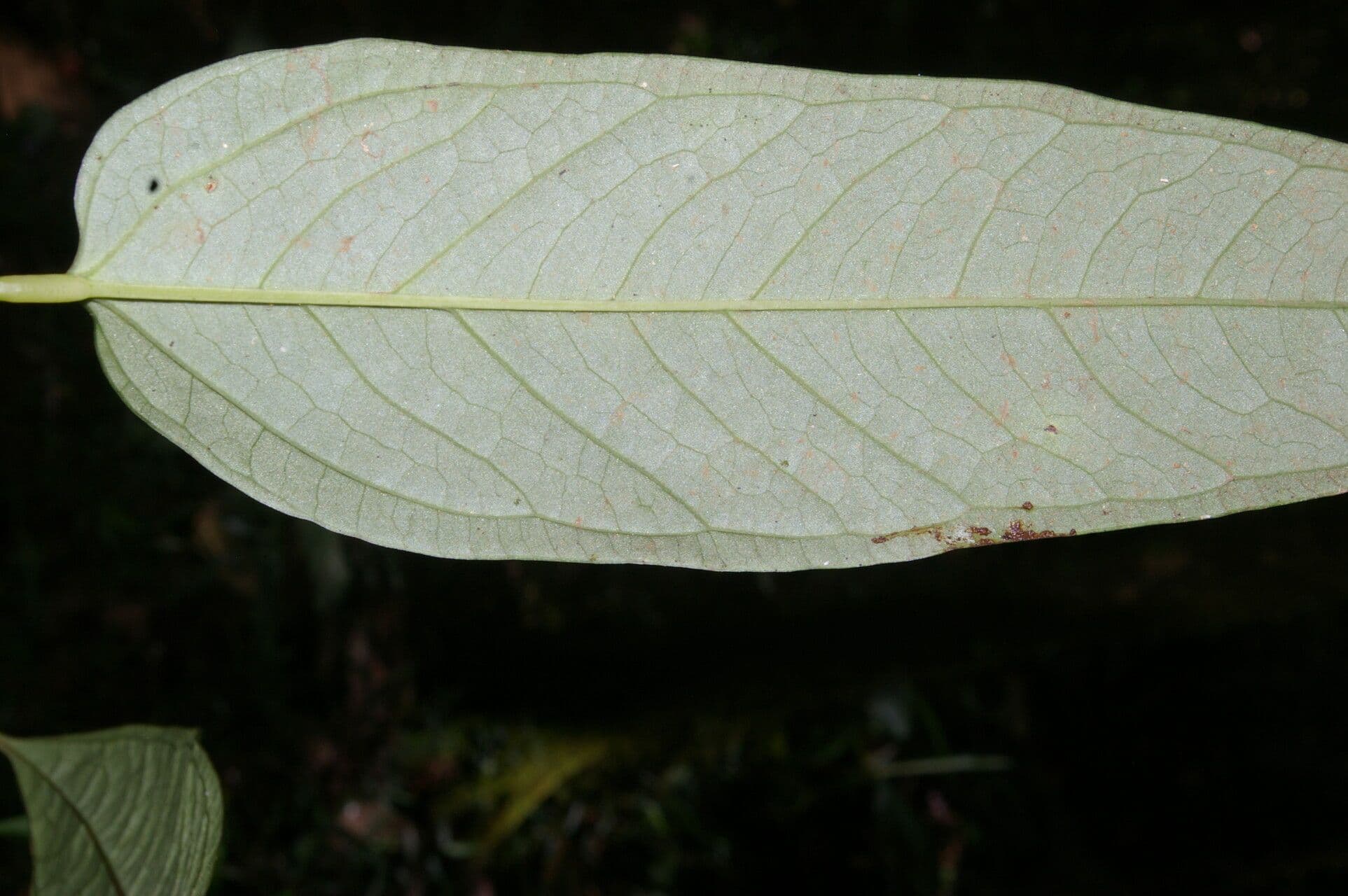 Anthurium a spata piccola 9