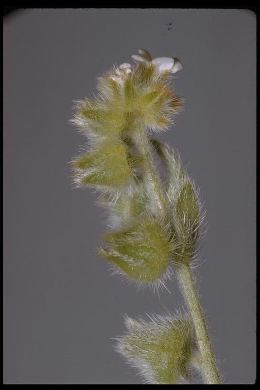 Plagiobothrys