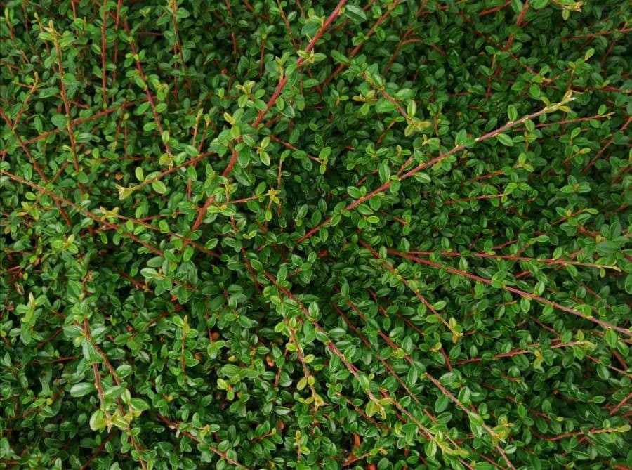 Cotoneaster di Dammer 19