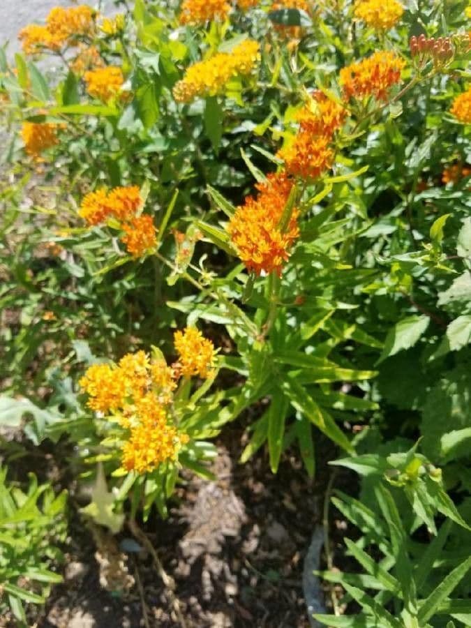 Asclepiade tuberosa 20