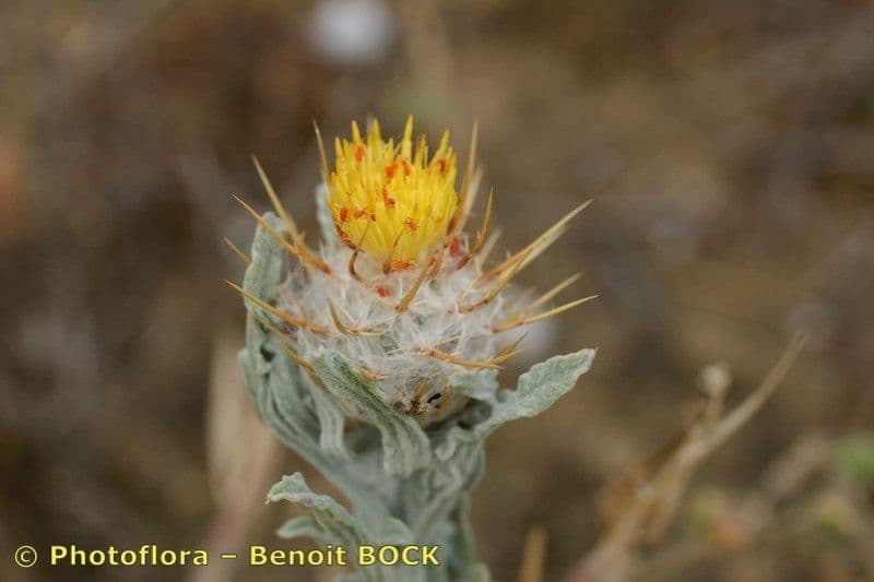 Zottiger Flockenblume 6