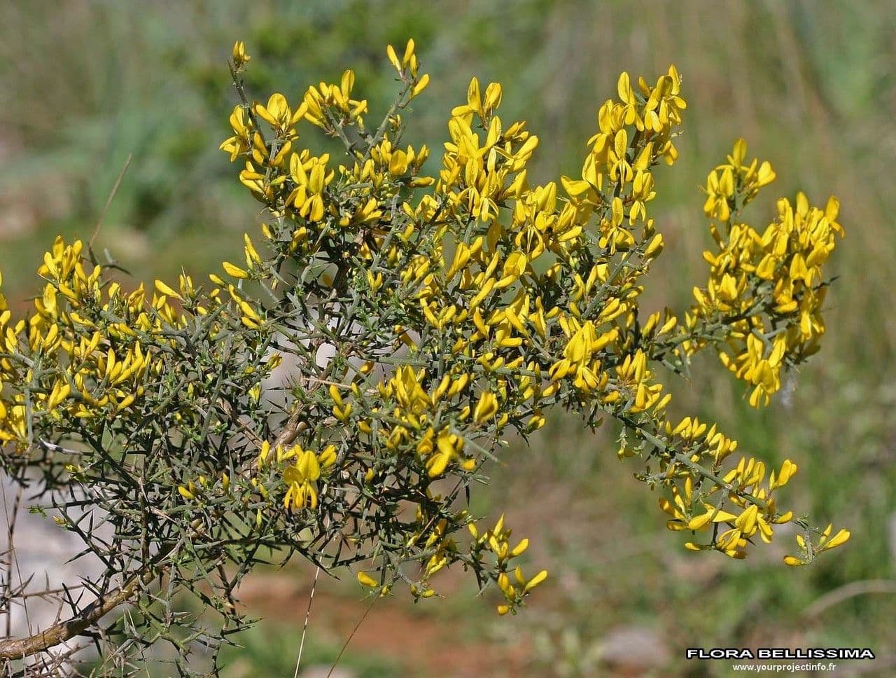 Ginestrone minore 26