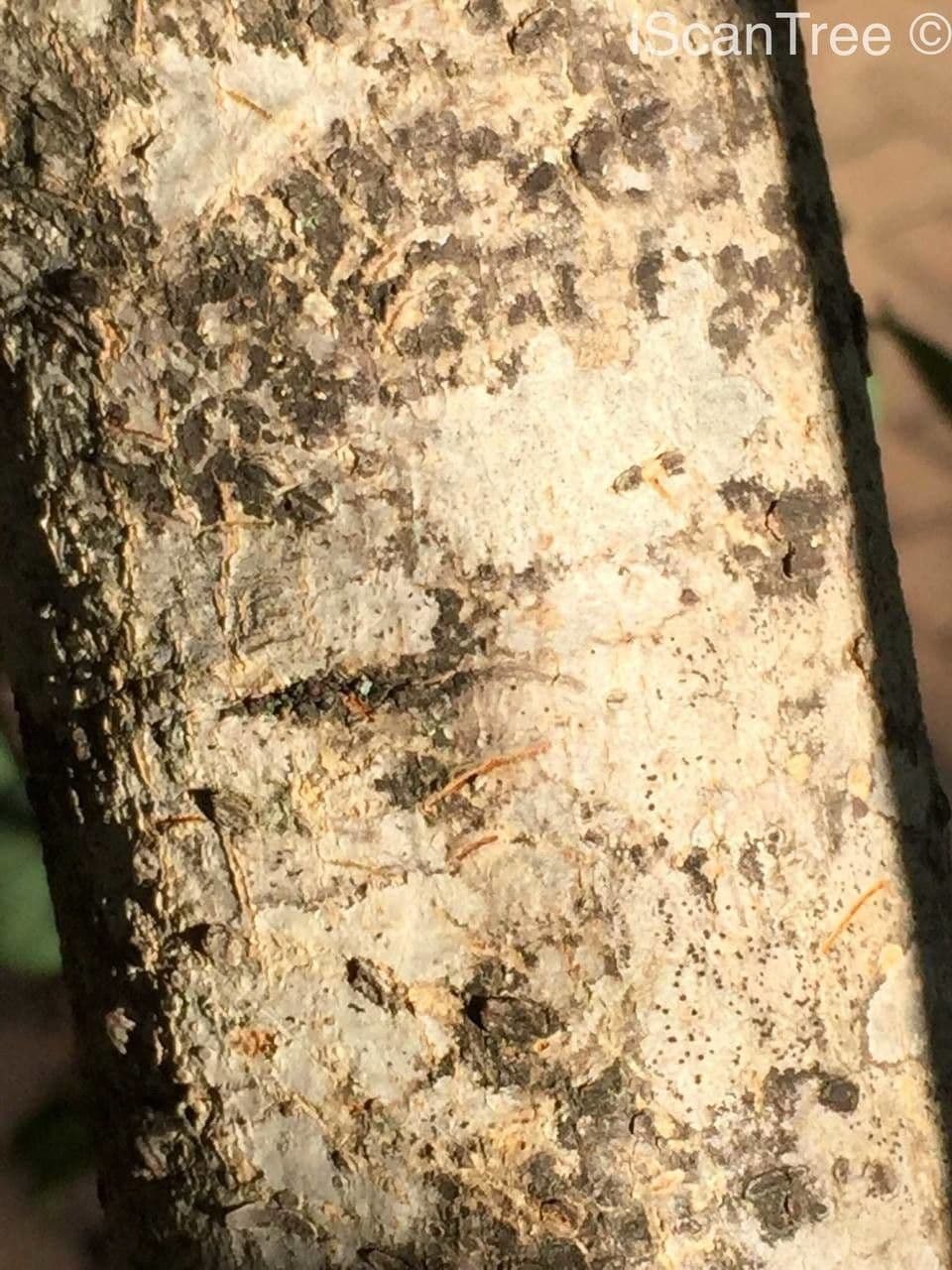Pseudolachnostylis 17