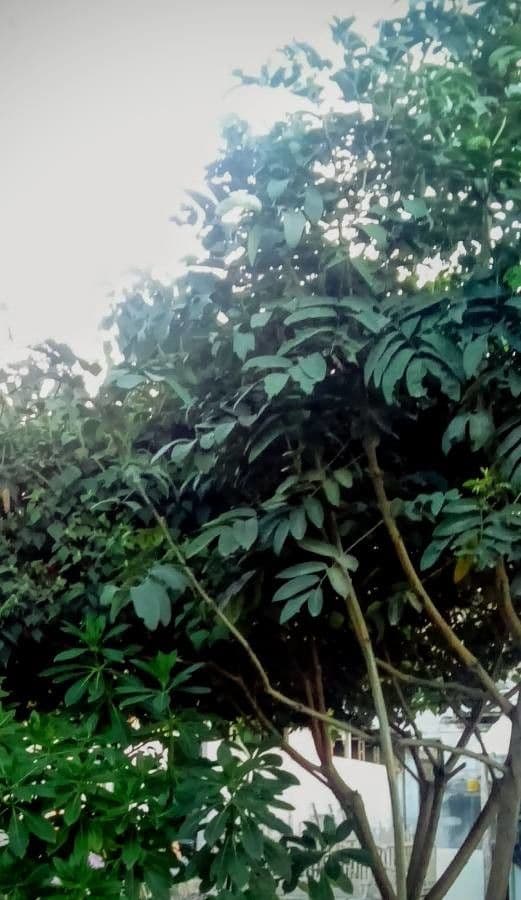 Senna viarum 6