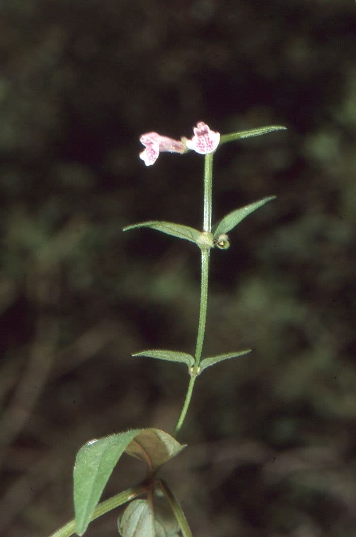 Scutellaria minore 17