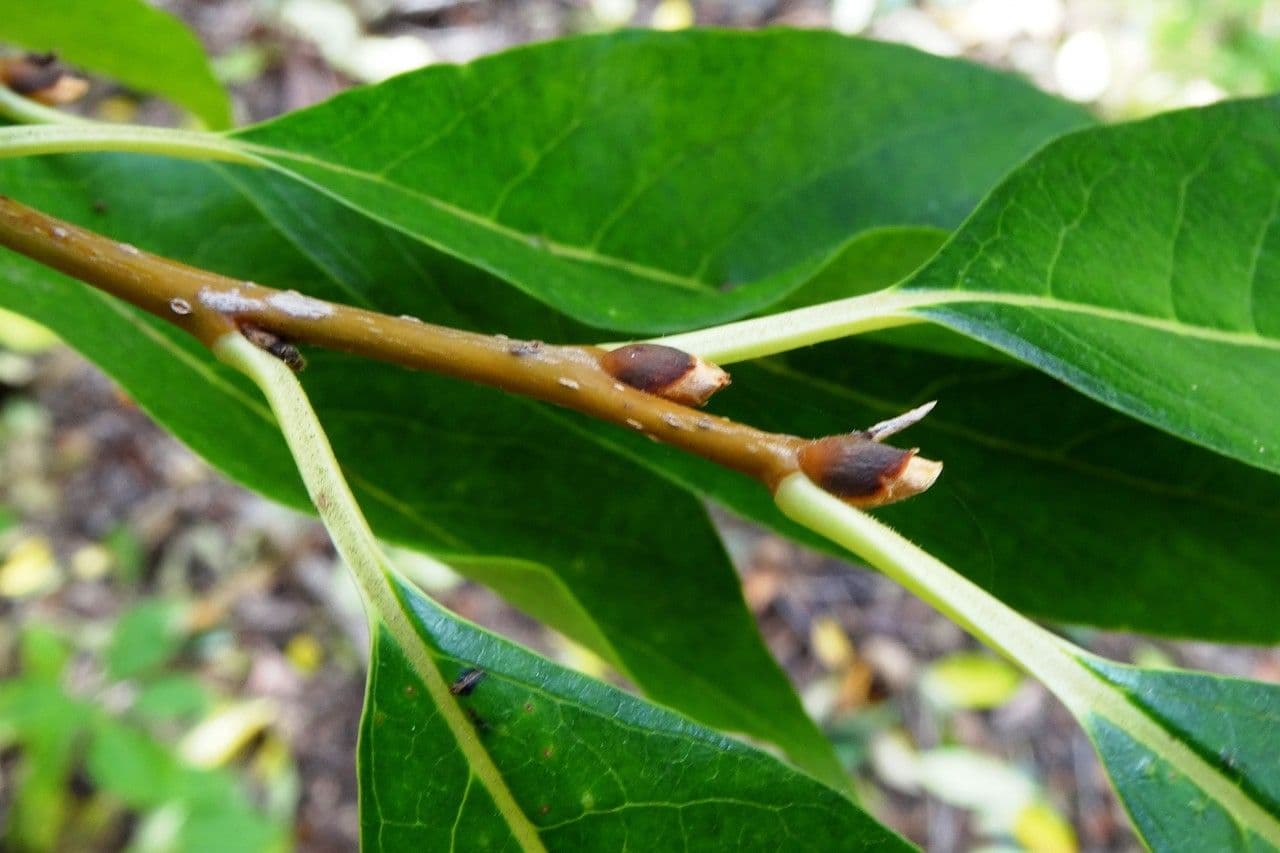 Diospyros 23