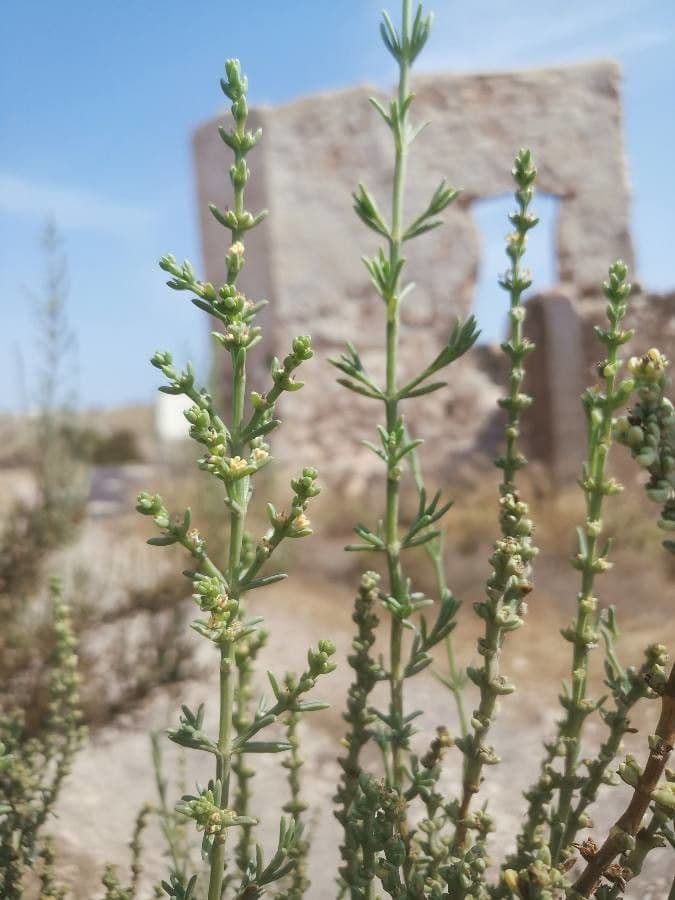 Salsola oppositifolia 18
