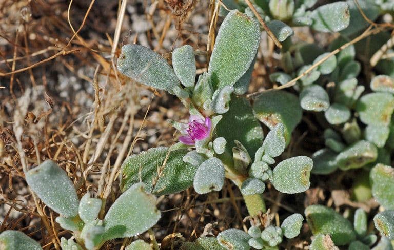 Portulaca occidentale 7