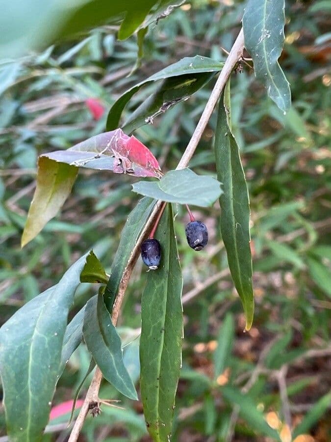 Berberys Gagnepaina 2