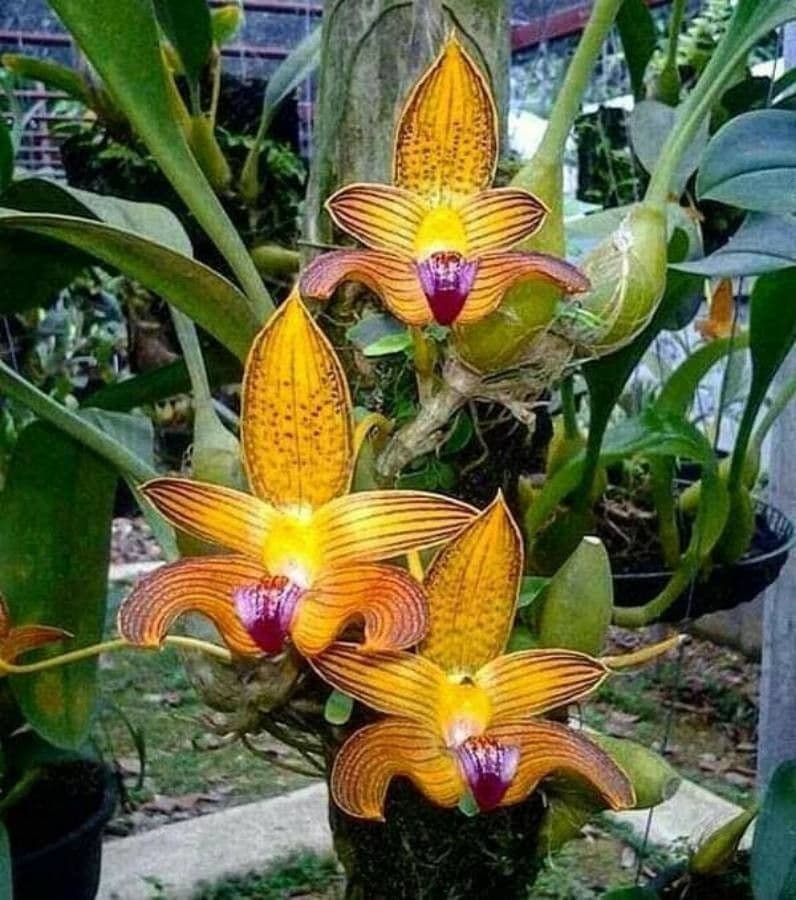 Bulbophyllum 2