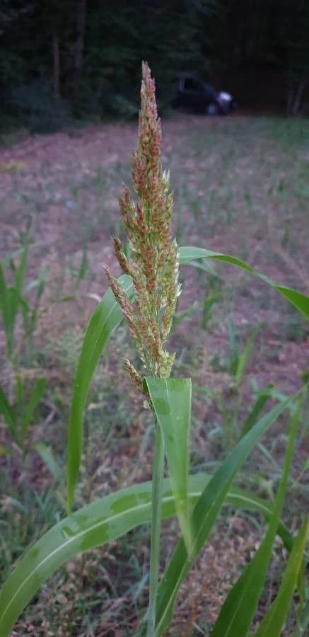 Sorgo 19