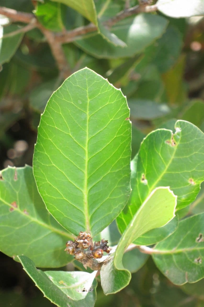 Sumac citronový 8