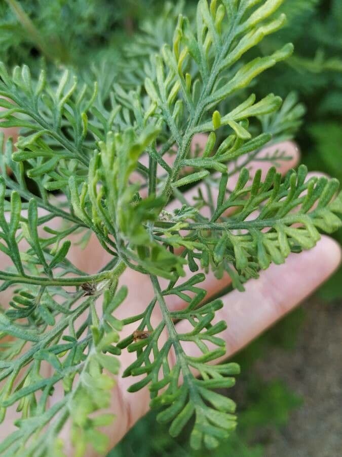 Lavanda canaria 14