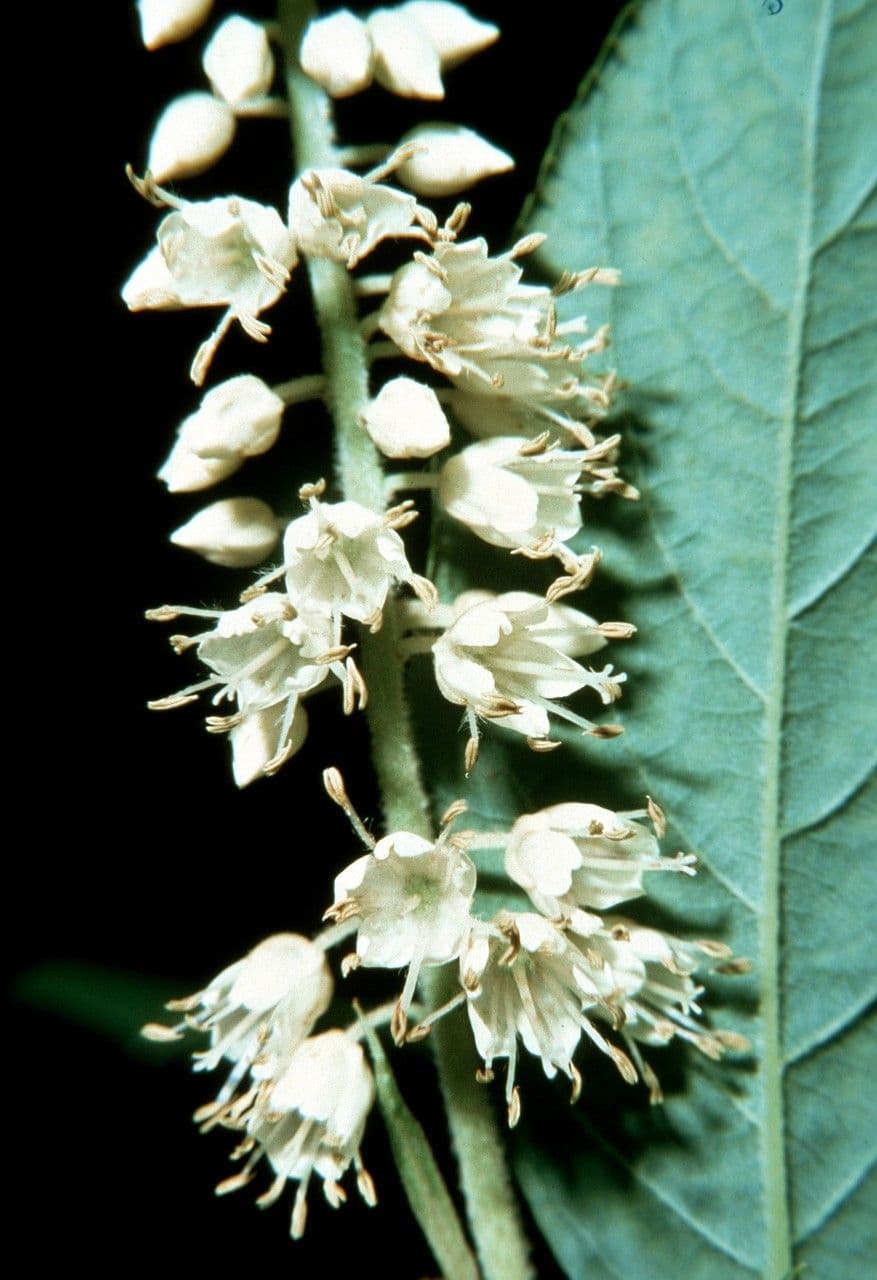 Clethra 7