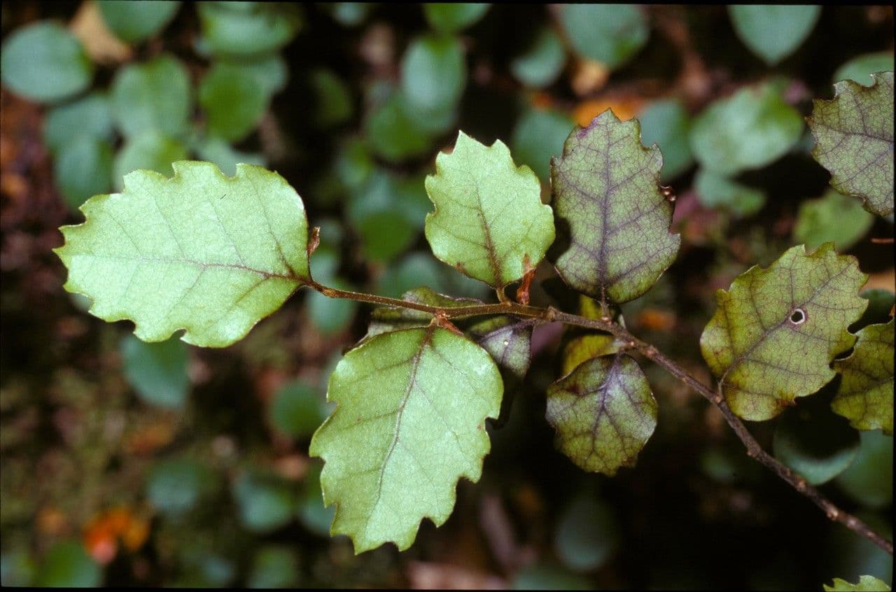 Nothofagus fusca 4