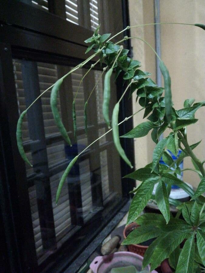 Pavučinkový kvet 2