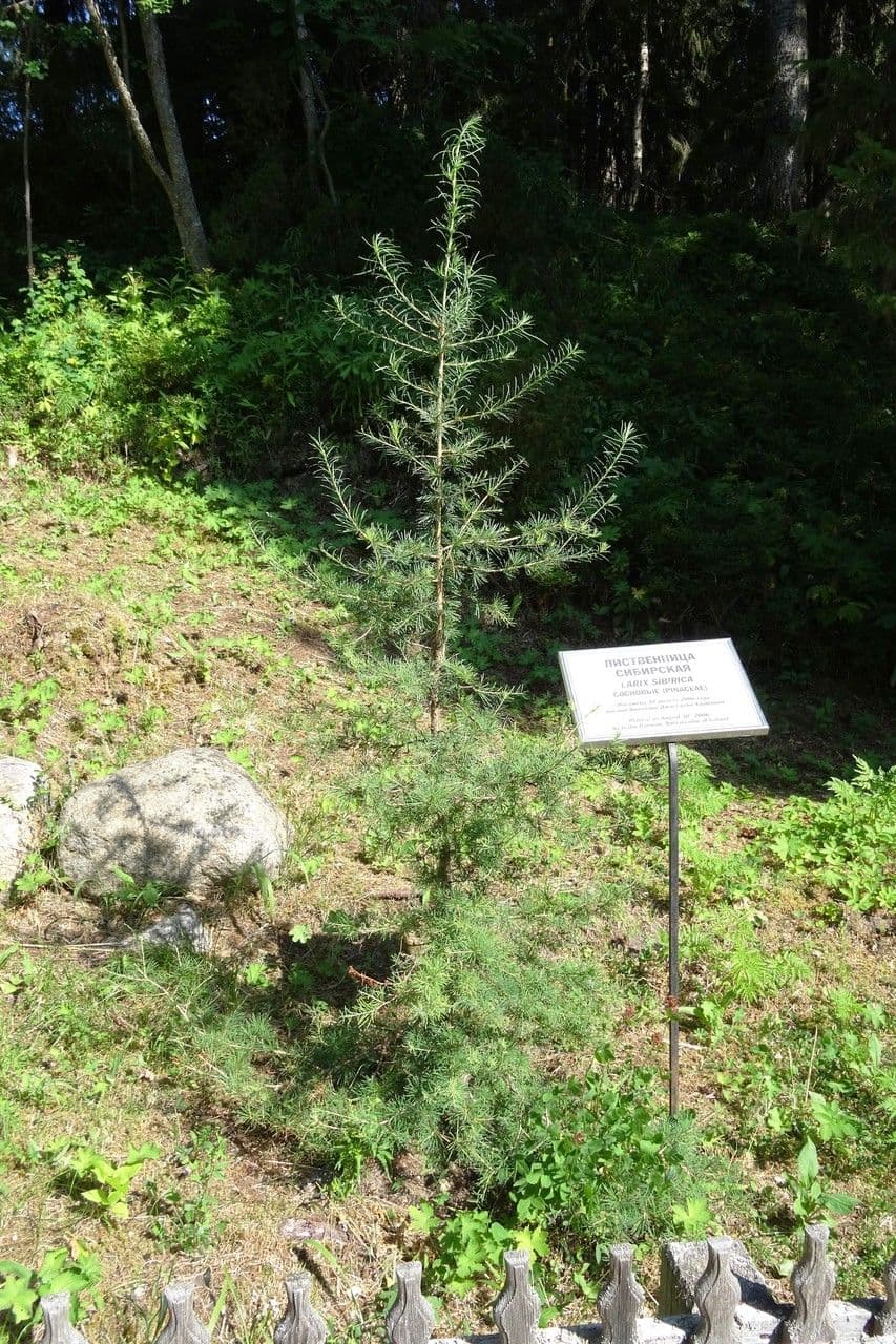 Modřín sibiřský 9