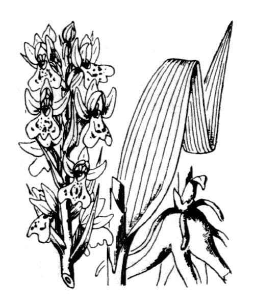 Orchide incarnata 22