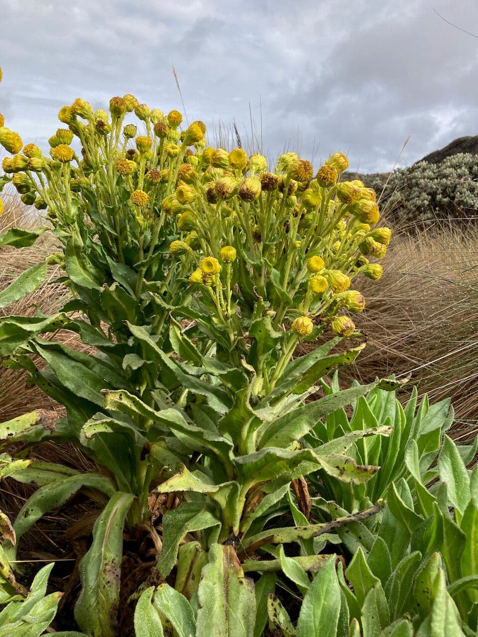 Senecio 5