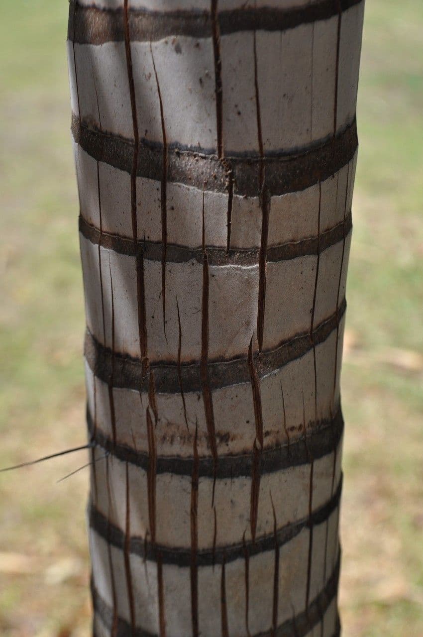 Acanthophoenix 16