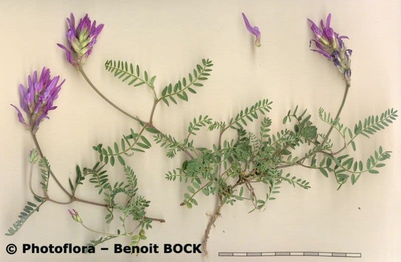 Astragalus onobrychis 24