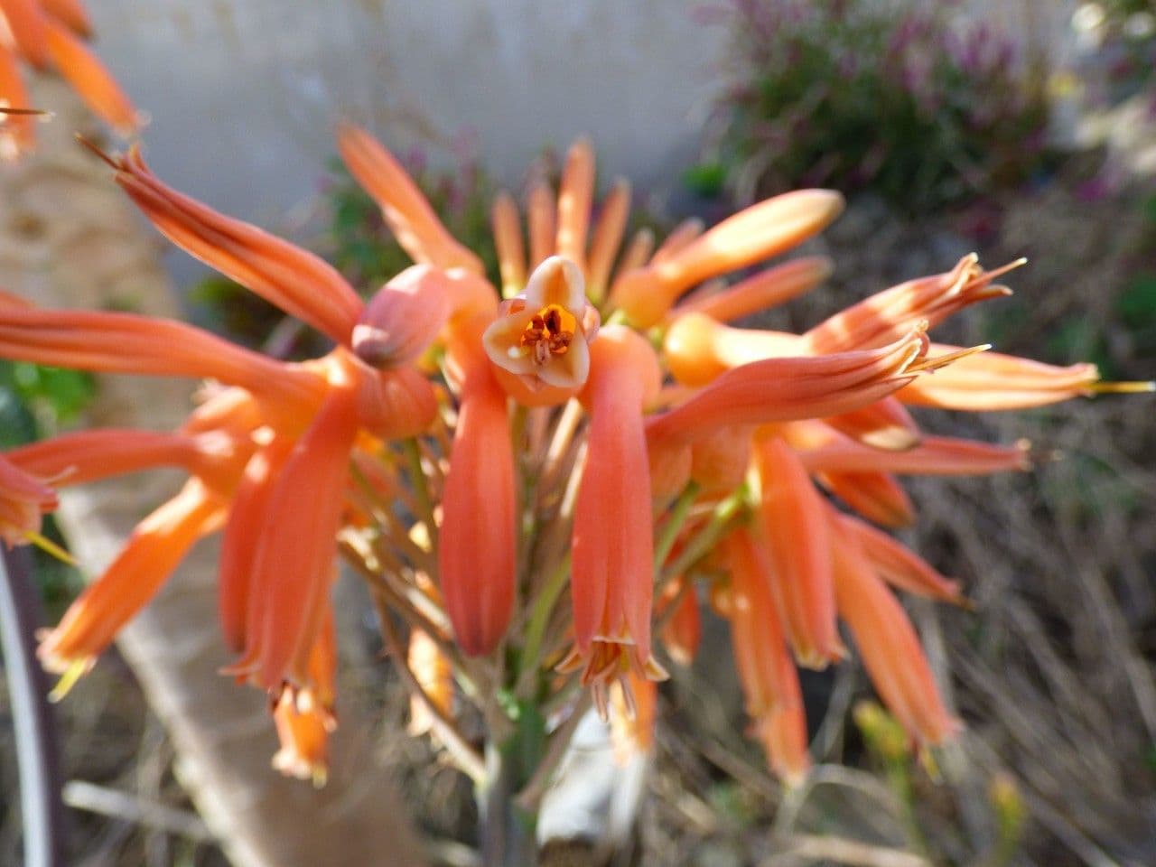 Aloe 2