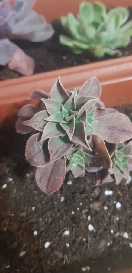Aeonium 2