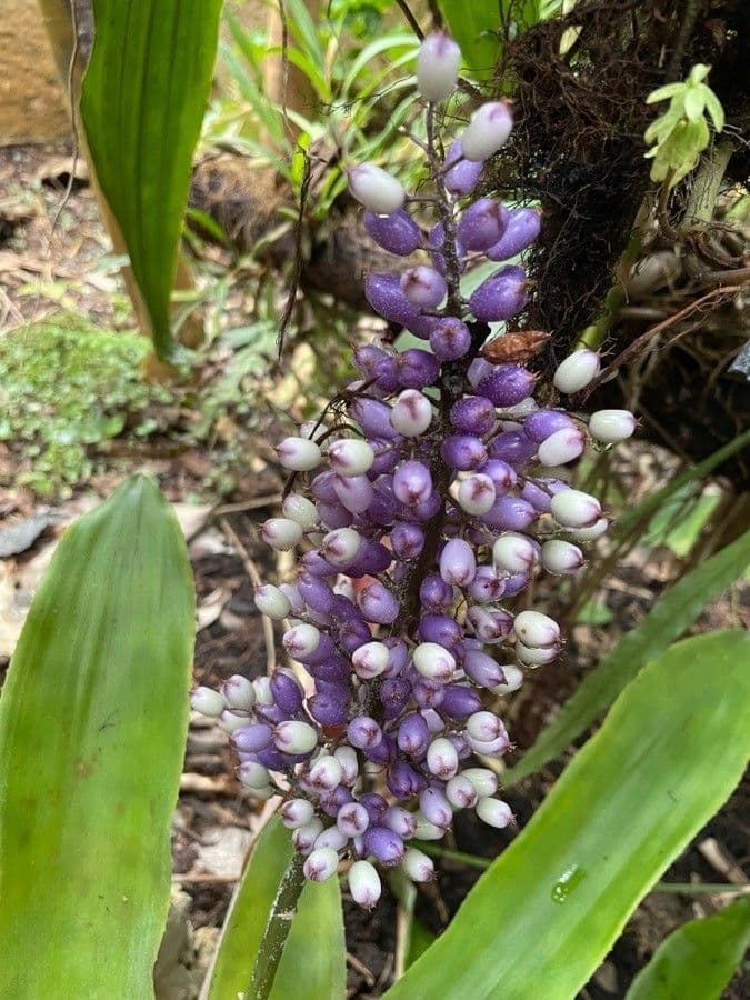 Aechmea 2