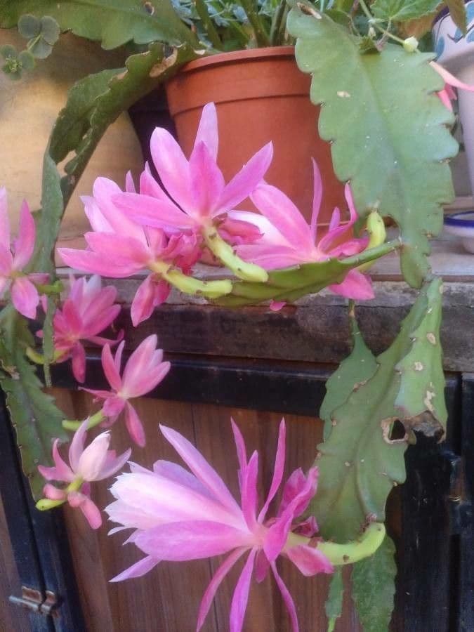 Cactus 2