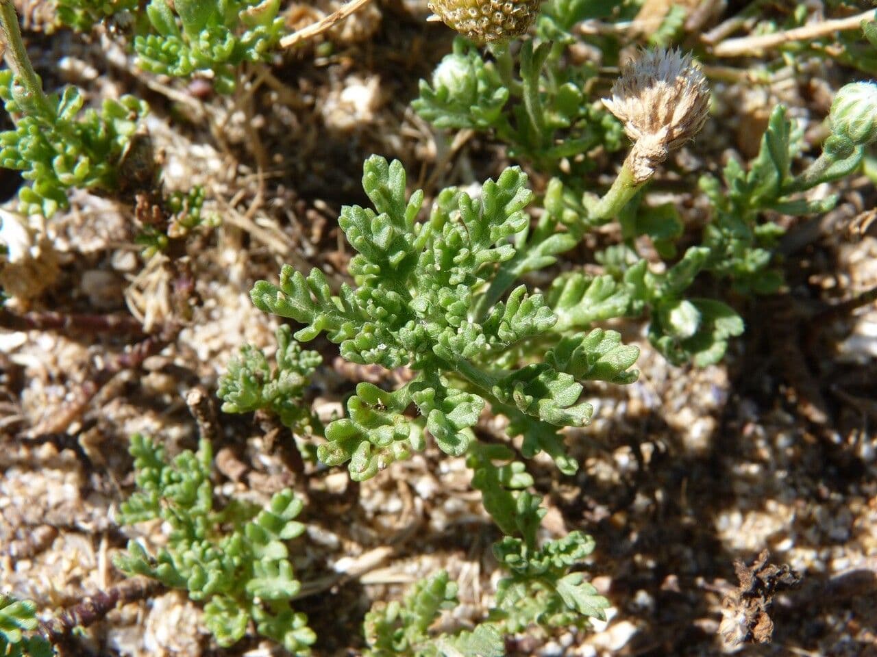 Camomilla marittima 19