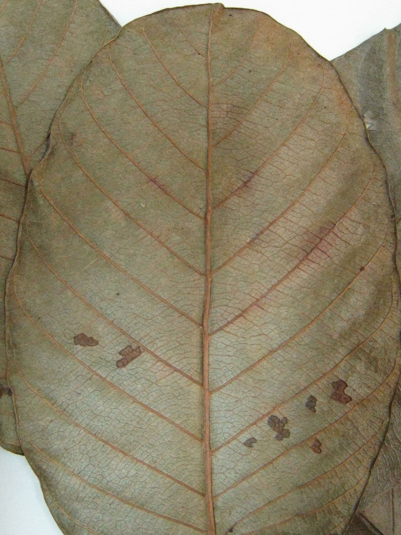 Davilla di Kunth 12