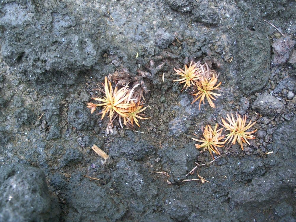 Fimbristylis cymosa 8
