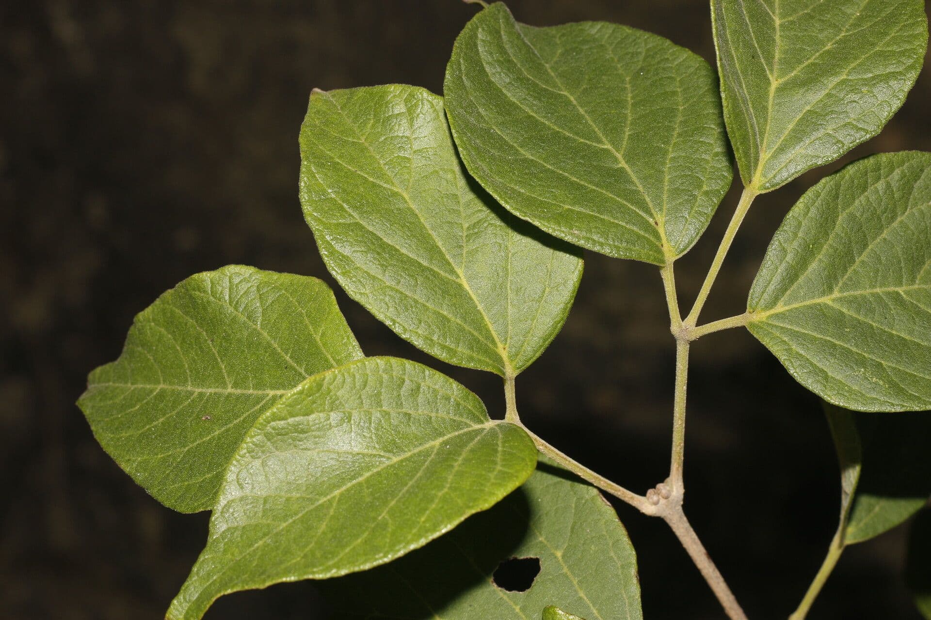 Fridericia 10