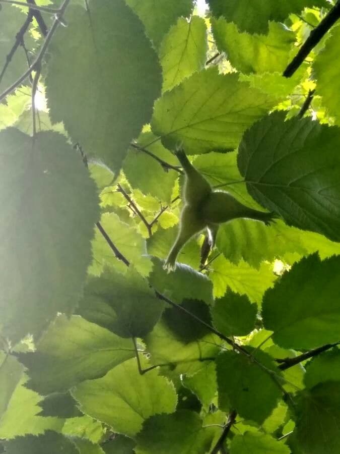 Nocciolo cornutato 7