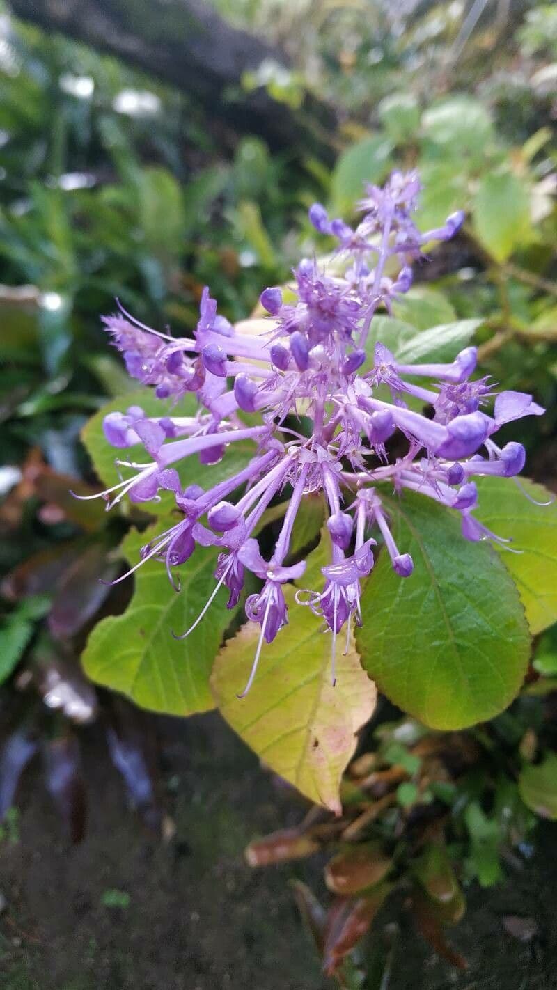 Plectranthus 5