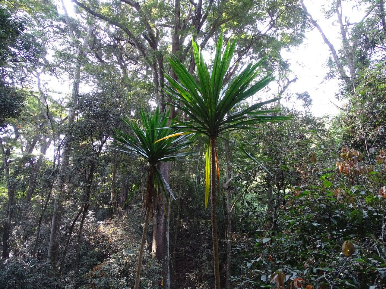 Dracaena 2
