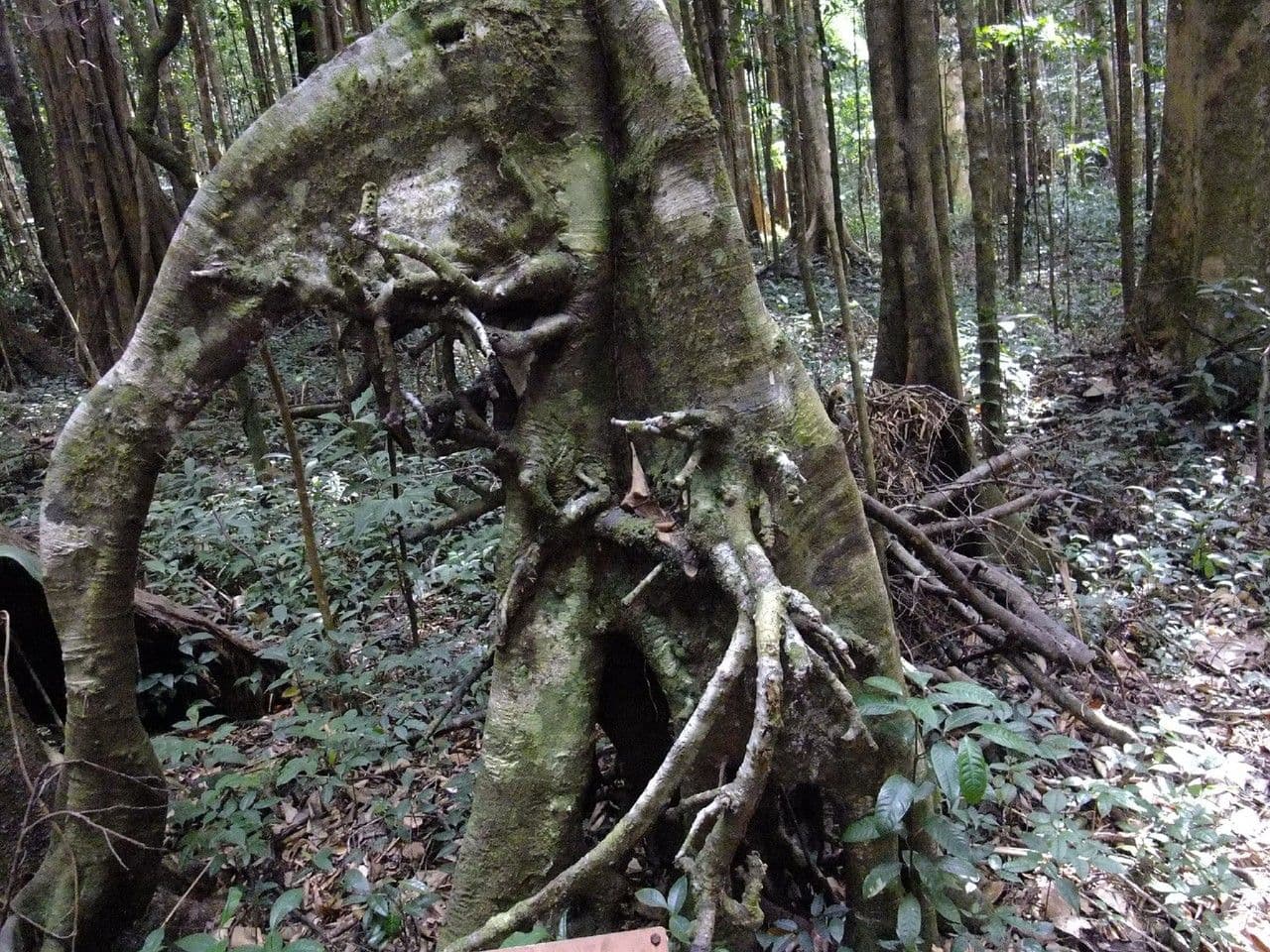 Planchonella papírová