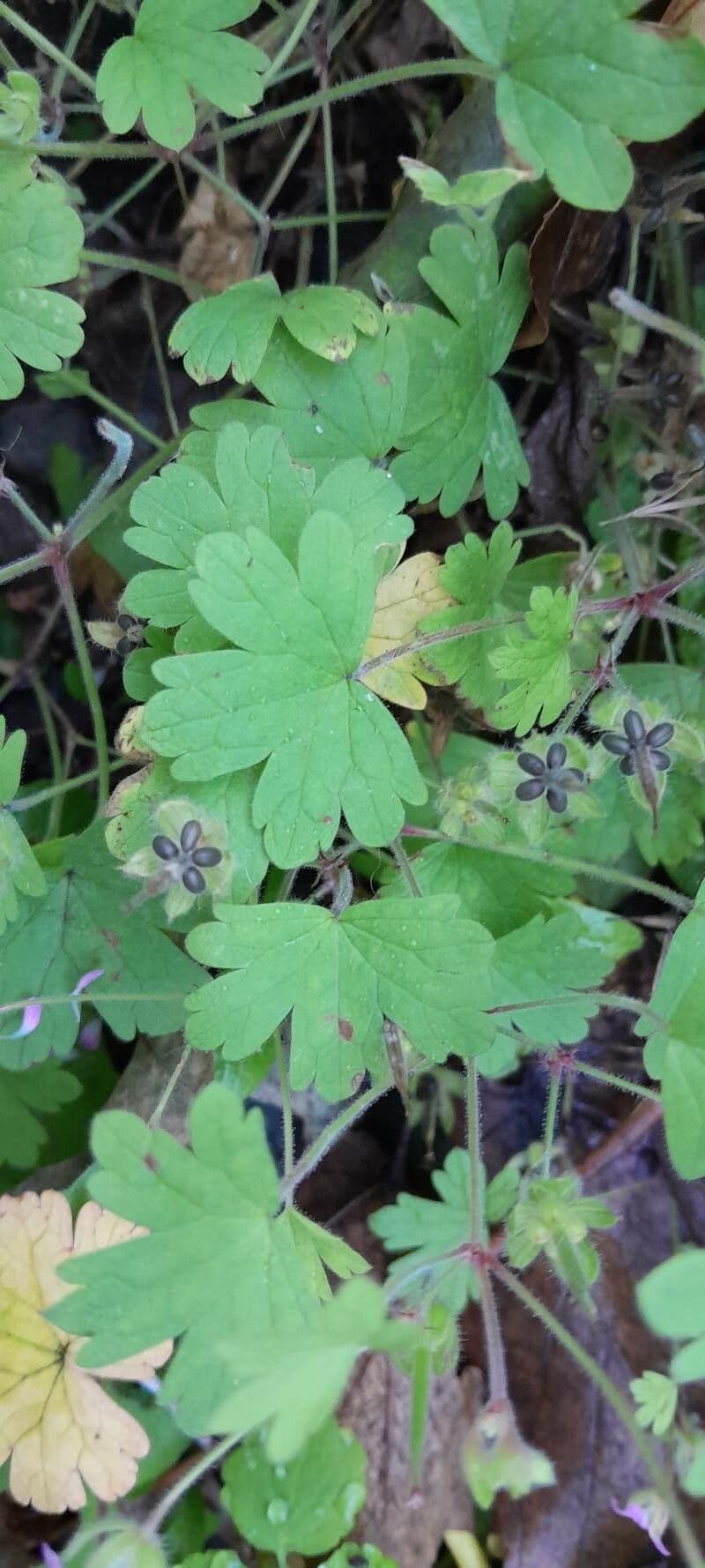 Géranium à feuilles rondes 17