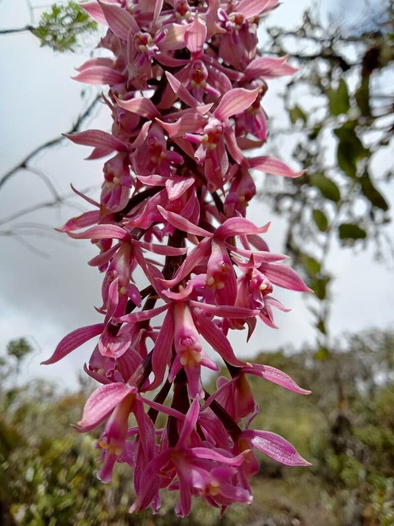Epidendrum 3