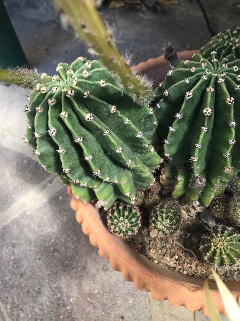 Echinopsis 8