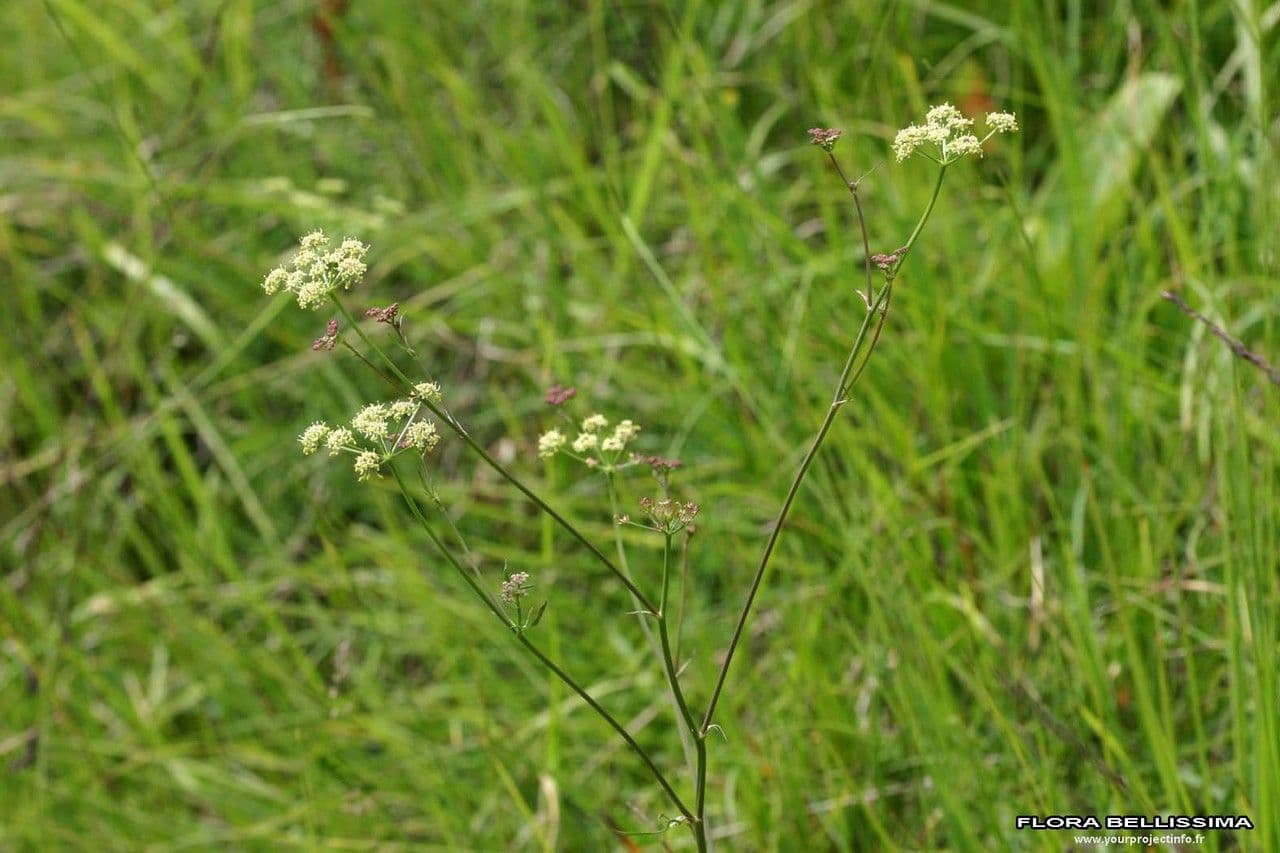 Rosskümmel 30