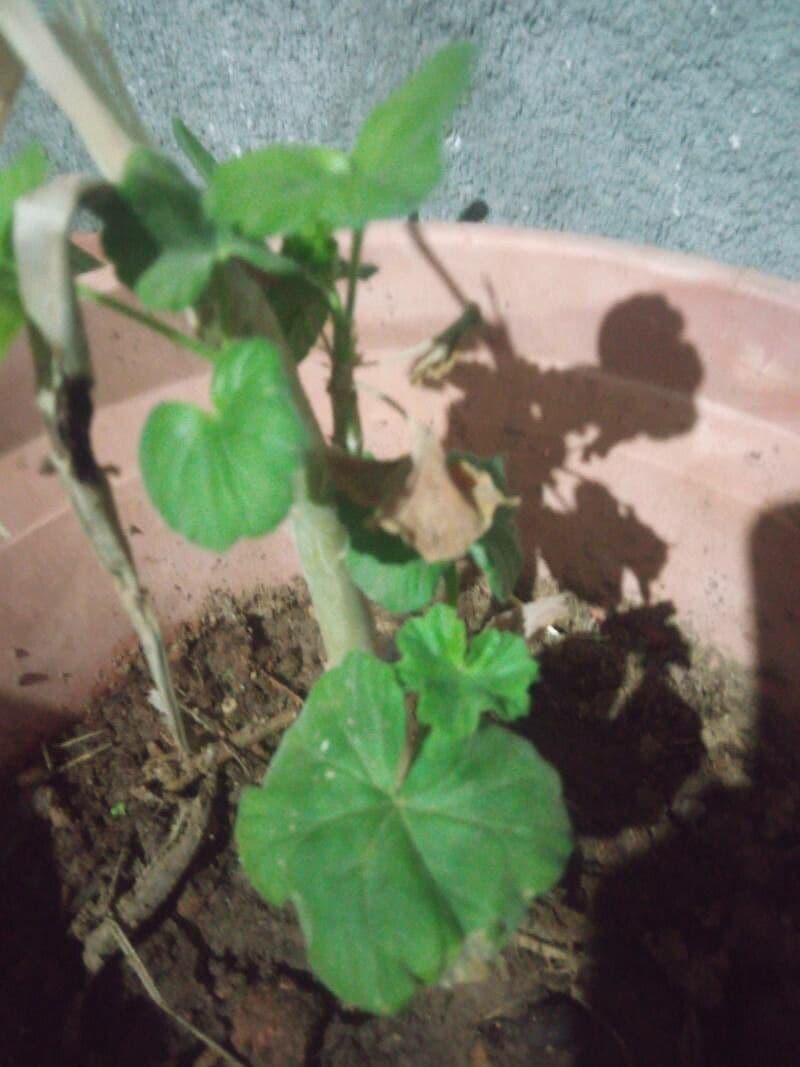 Geranium 10