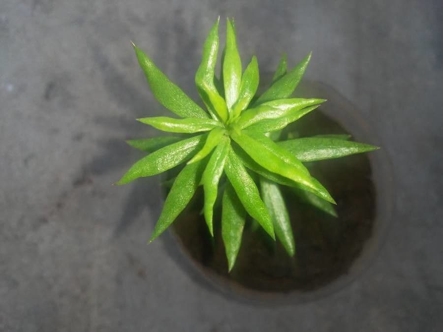 Portulaca a stelo rosso