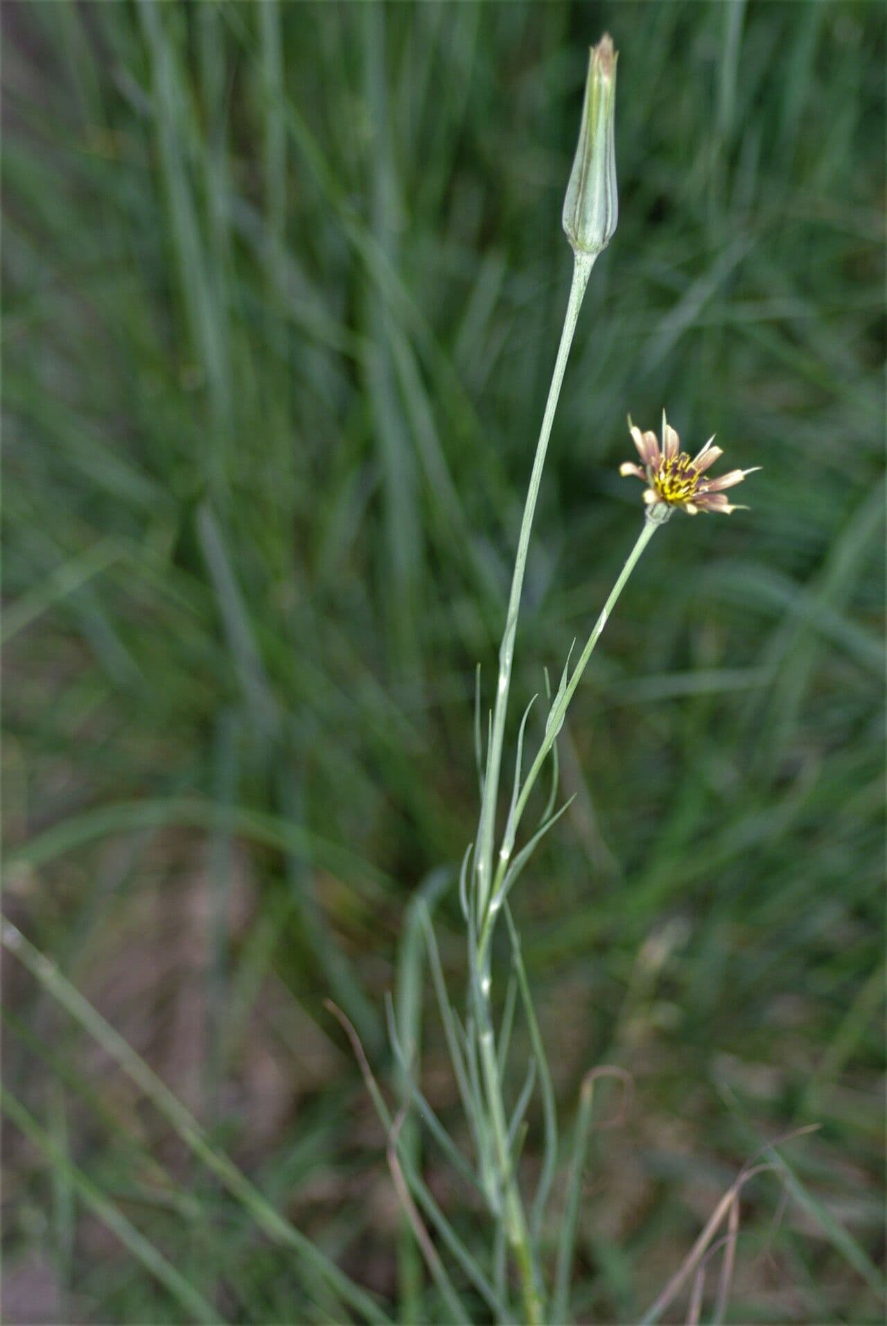 Třapatka Crocus 16
