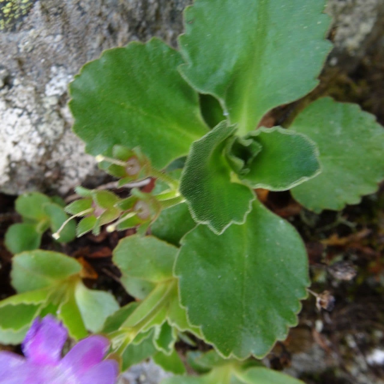 Primula hirsuta 18