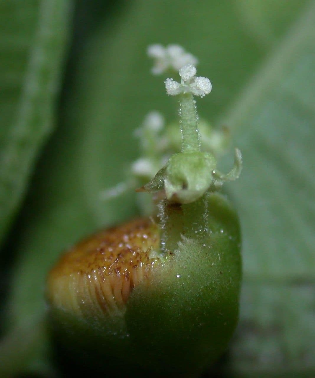 Dalechampia