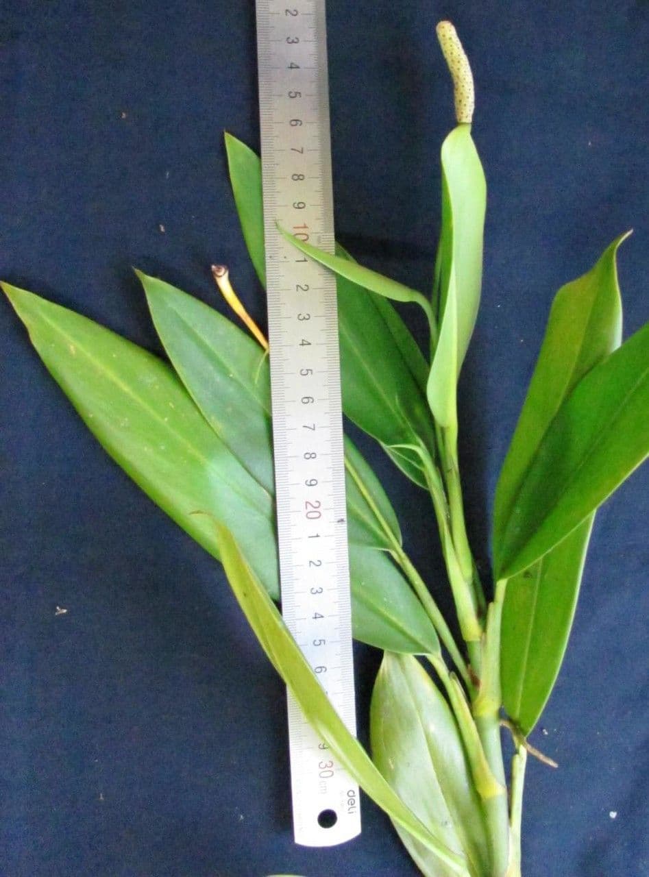 Stenospermation angustifolium 6