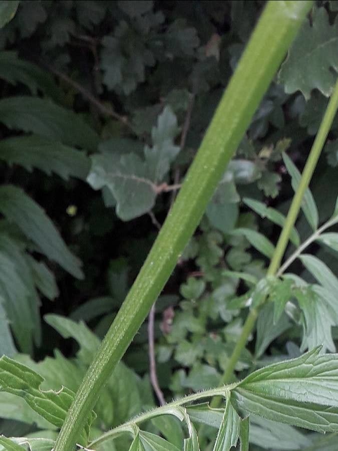 Valeriana comune 24
